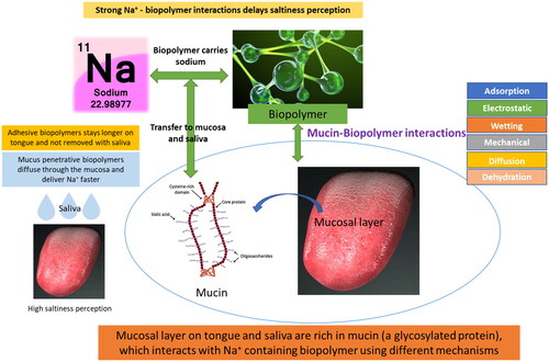 Figure 5. The different mechanisms by which biopolymers can interact with the oral mucosa to help delivering sodium.