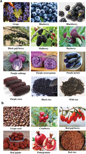 Figure 3. Common foods with high anthocyanin (a) and proanthocyanidin (b) contents.