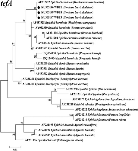 Figure 3. Molecular phylogeny derived from maximum likelihood (ML) analysis of introns of tefA gene from representative Epichloë species and endophyte WBE1,3,4 isolated from Hordeum brevisubulatum. Evolutionary history was inferred using ML method based on the Kimura 2-parameter model. The tree with highest log likelihood (−1293.4036) is shown. The percentage of trees in which associated taxa clustered together is shown next to branches. Initial tree(s) for heuristic search were obtained by applying the neighbour-joining method to a matrix of pairwise distances estimated using the maximum composite likelihood approach. The tree is drawn to scale, with branch lengths measured in number of substitutions per site. The analysis involved 28 nucleotide sequences, and the final dataset had 421 positions. Host designations are shown in parentheses after endophyte.