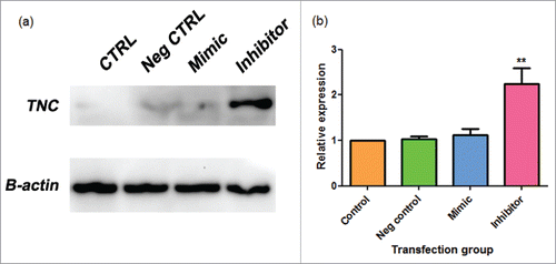 Figure 7. a-b. miR-335 inhibitor elevates TNC expression in MDA-MB-231 cells. (a) Sample western blot photographs for Tenascin C (TNC) and control beta-actin (B-actin) as shown on Image Lab. (b) Combined western blot data from Image Lab calculations. Data are expressed as means ± SEM and are a combination of 3 experiments. MDA-MB-231 were transfected with a mirVana™ negative control 1 (neg control), miR-335 mimic, or miR-335 inhibitor. Samples were analyzed by western blot. Significance is represented by ** for p-value < 0.01 by Tukey's post-hoc test.
