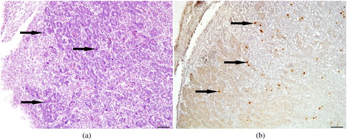 Figure 2. Pancreas at 7 days post-infection from an SPF chicken infected orally with FAdV-D (FAdV-11) 106.7 TCID50. (a) Basophilic intranuclear inclusion bodies (arrows) are present in the acinar cells of the pancreas. (b) Specific detection of FAdV (arrows) by immunohistochemistry in the same organ. Scale bars = 50 µm.