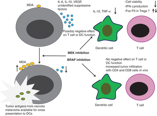 Figure 1. Effects of MEK and BRAF inhibitors on dendritic cells and T cells. BRAF mutant melanoma cells release high levels of suppressive factors including cytokines such as interlukin (IL)-6, IL-10, vascular endothelial growth factor (VEGF) and other molecules. Treatment with MEK or BRAF inhibitors leads to increased release of melanoma differentiation antigens (MDA) which can increase presentation of these molecules by antigen presenting cells such as dendritic cells (DCs). BRAF inhibition is not associated with negative effects on T cell or DC function and has been shown to increase infiltration of tumor with CD4 and CD8 cells. MEK inhibition has possibly negative effects on T cell and DC function by decreasing the production of IL-12 and tumor necrosis factor-alpha as well as effect on T cell viability, decreased production of interferon-gamma and variable effects on FoxP3+ T regulatory cells.