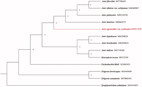 Figure 1. The phylogenetic tree based on 13 complete chloroplast genome sequences in Asteraceae (accession numbers were listed in front of their names and ‘*’ indicates the bootstrap support values = 100).