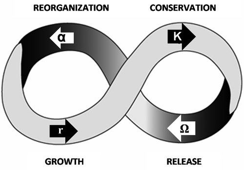 Figure 2. The adaptive cycle. (Redrawn and based on Holling, Citation2001).