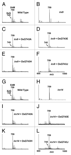 Figure 9. MALDI-TOF mass spectra of xylooligosaccharides generated by xylanase digestion of xylans from the wild type, irx9, irx14, and the mutants expressing OsGT43 genes. The ions at m/z 745 and 759 in the wild type (A and G) correspond to xylotetrasaccharides bearing a GlcA residue (X4G) or a methylated GlcA residue (X4M). (A) to (F) The missing ion at m/z 745 corresponding to X4G in irx9 (B) was partially restored by expression of OsGT43A (C) and OsGT43E (D) but not OsGT43H (E) and OsGT43J (F). (G) to (L) The missing ion at m/z 745 corresponding to X4G in irx14 (H) was restored by expression of OsGT43J (L) but not OsGT43A (I), OsGT43E (J), and OsGT43H (K).