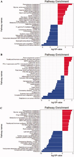 Figure 5. KEGG pathway enrichment analysis of the integrated DEGs (A) Glomerular compartments DEGs, (B) Tubulointerstitial compartments DEGs, (C) Glomerular and tubulointerstitial compartments DEGs. The red bars represent top 15 pathways from upregulated DEGs in each integrated dataset. The blue bars represent top 15 pathways from downregulated DEGs in each integrated dataset.