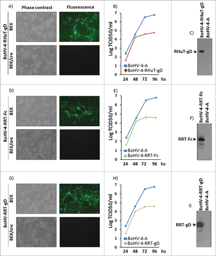 Figure 4. Reconstitution and characterization of recombinant viruses. Representative phase contrast and fluorescent microscopy images of the plaques formed by viable, reconstituted recombinant BoHV-4-RHuT-gD (A), BoHV-4-RRT-Fc (D) and BoHV-4-RRT-gD (G) after electroporation of the corresponding BAC DNA clones into BEK or BEKcre cells (magnification, ×10). Replication rates of BoHV-4-RHuT-gD, BoHV-4-RRT-Fc and BoHV-4-RRT-gD grown in BEK cells are shown in panels (B), (E) and (H), respectively, and compared with those of the parental BoHV-4-A isolate. The data mean ± standard error of triplicate measurements (p >0.05 for all time-points; Student's t-test). The results of immunoblotting analyses conducted on extracts from cells infected with BoHV-4-RHuT-gD, BoHV-4-RRT-Fc and BoHV-4-RRT-gD are shown in panels (C), (F) and (I), respectively; BoHV-4-A infected cells served as negative controls.