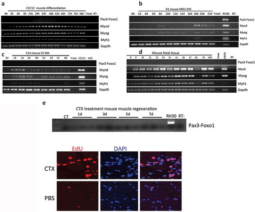 Figure 2. Pax3-Foxo1 fusion RNA is not detected in mouse muscle differentiation/regeneration systems. (a) Mouse myoblast cell line C2C12 were induced to differentiate along a skeletal muscle lineage. RNA was extracted from samples harvested from 4 to 96 hours. (b) Bone marrow-derived mesenchymal stem cells, D1-MSCs, were induced to differentiate along a skeletal muscle lineage. RNA was extracted from samples harvested every other day from day 2 to day 22. (c) Mouse embryonic stem cell line, E14, was induced to differentiate along a skeletal muscle lineage. RNA was extracted from samples harvested from day 1 to day 8. (d) Pax3–Foxo1 RNA is absent in mouse fetal muscle samples. RNAs were extracted from fetal (muscle) samples harvested every other day from embryonic day 8 to day 20. (e) A time course of muscle regeneration was induced in the tibialis anterior (TA) muscles by cardiotoxin (CTX) injection. RNA was extracted from the muscle samples collected from day 1 to day 7. In all above, RNAs from the rhabdomyosarcoma cell line RH30 or mouse myoblast cell line C2C12 were used as controls. Pax3–Foxo1, MyoD, MyoG, Myh1, and Gapdh RNAs were assessed by RT-PCR. Lower panels are immuostaining of EDU on CTX or PBS treated muscle slices.