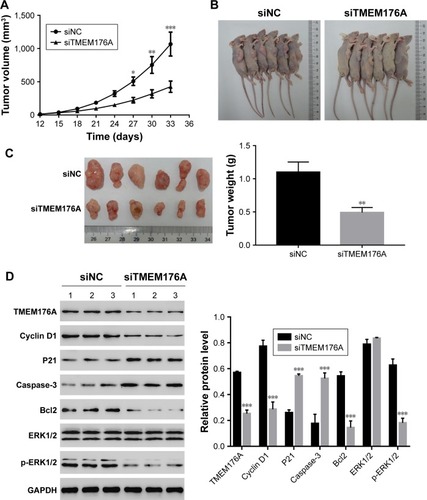 Figure 6 Knockdown of TMEM176A in GBM cells inhibits tumor growth in vivo.