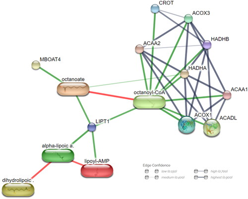 Figure 7. Microbiota impacts ‘fatty acid degradation pathway’ metabolites and gene network. Network nodes represent proteins; each node signifies all proteins produced by a single, protein-coding gene locus. Edges indicate protein–protein associations; stronger associations are illustrated with thicker lines. Protein–protein interactions are shown in grey, chemical–protein interactions in green and chemical interactions in red.