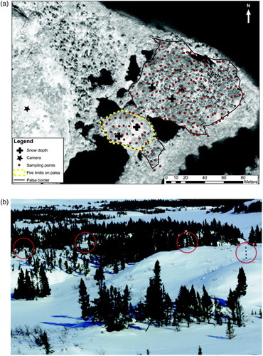 Fig. 1 (a) Studied palsa on a 2008 Worldview-1 satellite image. The black line represents the limits of the palsa, and the yellow dashed line delineates the open area. The position of the camera is identified by the star symbol. Snow rulers are indicated by the crosses. (b) Example of photos taken by the remote-controlled camera. Snow rulers are shown in the red circles. Photographs courtesy of Mélanie Jean.