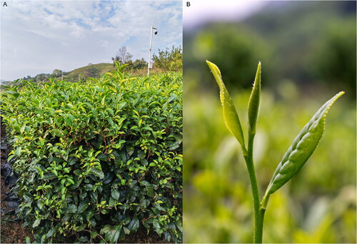 Figure 1. The species image of C. sinensis cv. ‘FuDingDaBaiCha’. (A) Whole plant morphology. (B) One bud and two leaves. The photos were taken by the authors in the Tea Germplasm Resource Nursery of Guizhou Province, Guiyang, Guizhou, China. More information on this cultivar can be found in the International Camellia Register (https://camellia.iflora.cn), under the registration ID ICR-22965.