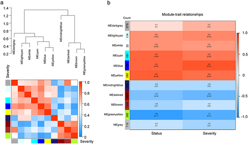Figure 3 Identification of key modules correlated with disease severity through WGCNA. (a) The combination of eigengene dendrogram and heatmap indicated that the blue module is the most positively correlated with the severity of COVID-19. (b) Module-trait associations were evaluated by correlations between module eigengenes and sample traits. Each module contains the corresponding correlation coefficient and p-value. A stronger positive correlation was displayed in darker red, and the negative correlation with deeper blue.