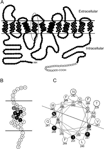 Figure 1. (a) Cartoon of Ptr2p Topology. Filled circles represent amino acids 1–601 of native Ptr2p; open circles denote the placement of the C-terminal FLAG and His epitope tags. TM5 is indicated by the oval. (b) Enlarged representation of TM5 indicated by the oval in Figure 1(a). The invariably conserved FYING residues are indicated in black. Highly, but not invariably, conserved residues are shaded grey. (c) Helical wheel representation of TM5. FYING residues are in black, and are all localized to the same half of the helix as indicated by the dotted line.