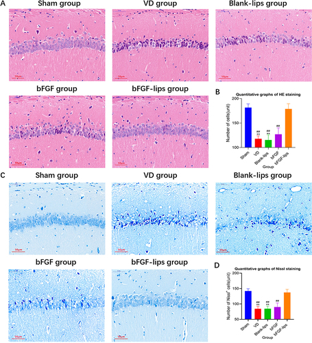 Figure 4 Nasal administration of bFGF-lips alleviated neuronal injury and loss in the hippocampi of VD mice. (A) Representative images of HE staining (400×). (B) Quantitative graphs of HE staining. (C) Representative images of Nissl staining (400×). (D) Quantitative graphs of Nissl staining. Data are presented as means±SDs (n=5). **P<0.01 vs sham group; ##P<0.01 vs bFGF-lips group.