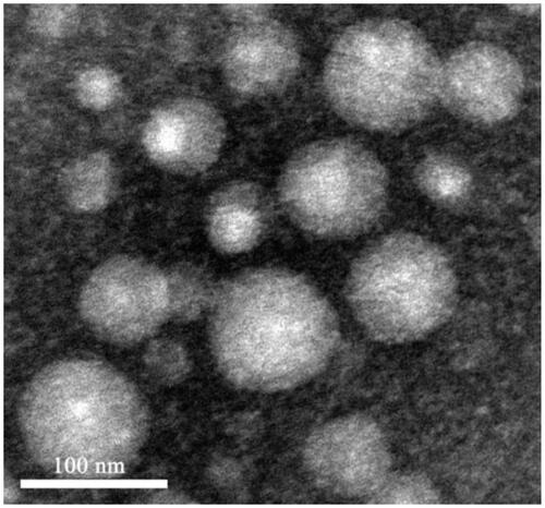 Figure 1. TEM micrographs of Nab-PTX-PA.