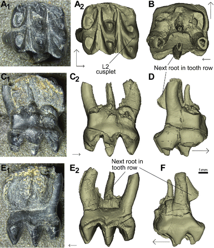 FIGURE 4. Stereognathus hebridicus, BRSUG 20572, holotype. A1, occlusal view; A2, occlusal view digital reconstruction; B, dorsal view digital reconstruction; C1, anterior view; C2, anterior view digital reconstruction; D, buccal view digital reconstruction; E1, posterior view; E2, posterior view digital reconstruction; F, lingual view digital reconstruction. Anterior direction indicated by longer black arrow, lingual by shorter arrow.