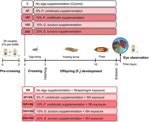 Fig. 2. Schematic representation of the experimental design of the SMART. The first step was the pre-crossing of 20 couples (F0) in each bottle with standard medium for 2 days, followed by the crossing (F0 couples) and the subsequent egg laying (3 days) in the experimental media. F1 developed (feeding larvae and pupa) until eclosion, and the females’ eyes were observed at the stereoscopic microscope for spots scoring. Two major groups were tested, one unchallenged (boxes with black outline) and another challenged with streptonigrin (SN). For each group, five conditions were tested: no alga supplementation (C – control for unchallenged groups; SN – SN exposure), two conditions with Porphyra umbilicalis supplementation (5 and 10%), without (5P, 10P) and with SN exposure (5P+SN, 10P+SN), and two conditions with Grateloupia turuturu supplementation (10 and 20%), without (10G, 20G) and with SN exposure (10G+SN, 20G+SN). The white boxes represent no algal supplementation, while the lighter and darker boxes represent, respectively, the lower and the higher supplementation level tested for each seaweed.