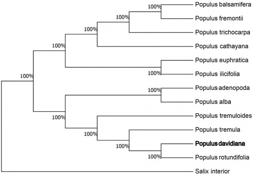 Figure 1. Neighbour-joining (NJ) analysis of P. davidiana and other related species based on the complete chloroplast genome sequence. Genbank accession numbers: P. tremula (KP861984), P. koreana (MN864049), P. yunnanensis (KP729176), P. euphratica (KJ624919), P. adenopoda (NC032368), P. rotundifolia (KX425853), P. cathayana (KP929175), P. balsamifera (KJ664927), P. ilicifolia (NC031371), P. trichocarpa (EF489041), P. fremontii (KJ664926), P. tremuloides (MN561844) and Salix interior (NC024681).