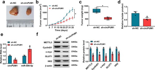 Figure 9. CircPUM1 silencing hinders tumor growth and glycolysis in vivo. (a-c) CircPUM1 knockdown impeded xenograft growth in nude mice. (d) Lactate production analysis in tumors with the Lactate Assay Kit II. (e, f) qRT-PCR and western blot analyses of circPUM1, miR-590-5p, METTL3, CyclinD1, c-myc, GLUT1 and HK2 expression in excised tumors. *P < 0.05