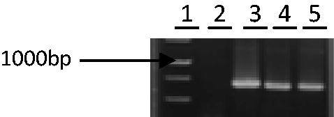 Figure 2. Analysis of the pTZ carrying the aro A gene. The PCR-amplified insert of the plasmid is shown in lanes 3–5 and plasmid without insert (negative control) is shown in lane 2. A 1 kb MW marker is shown in lane 1. Plasmid of lane 3 was selected to sequence.