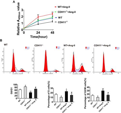 Figure 4 Loss of CDH11 significantly inhibited Ang-II-induced AFs proliferation. AF cells isolated from CDH−/- and WT mice were cultured and treated with Ang-II for 24h, followed by harvesting for multiple analysis. (A) Effect of CDH11 null on the viability of AF cells after serum-starvation for 24 hours followed by Ang-II or control treatment as indicated. (B) Representative images and summaries of flow cytometry to determine cell cycle stages. AF cells at a density of 6×103 cells/cm2 maintained in DMEM in 0% serum for 24 h to arrest and synchronize the cell growth at G0/G1 phase. Then, the cells were incubated in the DMEM supplemented with Ang-II. Twenty-four hours later, cells were harvested for determinations of the cell cycle progression by flow cytometry after staining of propidium iodide. N=4~6. Data are presented as mean ± SD. *: p<0.05, **: p<0.01, ***: p<0.001 vs WT. #: p<0.05, ##: p<0.01 vs WT+Ang-II.