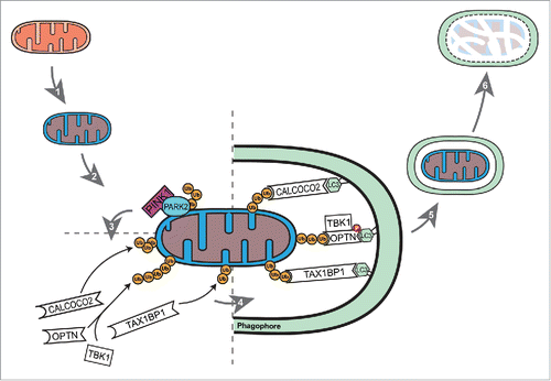 Figure 1. Mitophagy receptors are dynamically recruited to damaged mitochondria in response to PINK1- and PARK2-induced ubiquitination, leading to sequestration of the organelle by an LC3-positive phagophore. (1) An individual mitochondrion is acutely damaged. (2) The damaged mitochondrion is ubiquitinated through the action of Parkinson disease-linked proteins PINK1 and PARK2. (3) Within 15 min of PARK2-dependent ubiquitination, OPTN and its upstream kinase TBK1 are corecruited to the damaged mitochondrion. Simultaneously, autophagy receptors CALCOCO2 and TAX1BP1 translocate to the mitochondrial outer membrane. (4) Upon TBK1 phosphorylation, OPTN, associates with LC3, inducing autophagic engulfment of the damaged organelle. In the absence of TBK1 activity, CALCOCO2 can promote mitophagy. (5) Within 45 min of the initial injury, the damaged mitochondrion is sequestered within an autophagosome and functionally separated from the cytosol. (6) Over several hours, the mitochondrion is degraded within an autolysosome. Whereas Parkinson disease-linked mutations in PARK2 interfere with ubiquitination of damaged mitochondria, ALS-linked mutations in TBK1 and OPTN interfere with the subsequent recruitment of autophagy receptors and LC3-positive membranes.