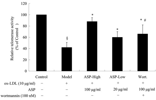 Figure 4. A histogram illustrating the results of telomeric repeat-amplification protocol (TRAP) assay. Ox-LDL significantly diminished telomerase activity, and this effect was partially abolished by co-treatment with ASP. To examine whether the PI3K-Akt cascade is involved in the effect of ASP, EPCs were pre-treated with Wortmannin (100 nM), a selective PI3K inhibitor. Interestingly, the beneficial effect of ASP was abrogated by Wortmannin partially. Data are shown as mean ± SD (five random fields). §p < 0.05 versus control; *p < 0.05 versus model; #p < 0.05 versus ASP-high.