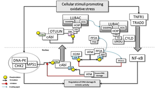 Figure 1 Oxidative stress-induced DNA damage may stimulate the assembly of DNAPKsome formation and activation of Mps1, which phosphorylates c-Abl at Threonine 735 (T735), promoting its cytoplasmic translocation. c-Abl phosphorylates the Tyrosine 56 (Y56) in the PIM domain of OTULIN, disrupting its association with LUBAC. The released LUBAC interacts with SPATA2 and is involved in the TNF-R1-mediated signaling pathway, which could also be activated by oxidative stress. Oxidative stress may also directly activate ATM, which phosphorylate the scaffolding subunit of PP2A, PR65, at Serine 401 (S401). This phosphorylation disassembles the holoenzyme, causing the translocation of phosphorylated PR65 to the cytoplasm and retention of the catalytic subunit, PP2A(C), in the nucleus. P2A(C) interacts with and dephosphorylates γ-H2AX. In case of severe DNA damage, nuclear ATM activation may lead to the phosphorylation of c-Abl at S465, which may interfere with DNAPKsome formation and facilitate apoptotic processes.