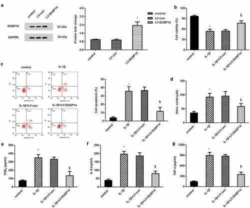 Figure 2. Elevation of DUSP14 antagonized IL-1β-evoked inflammatory injury in chondrocytes. (a) The effects of LV-DUSP infection were evaluated by western blotting. n = 3. (b, c) Before exposure to IL-1β, chondrocytes were treated with LV-DUSP14 vectors. Then, cell viability (b) and apoptosis (c) were analyzed by MTT and flow cytometer. n = 3. (d-g) The levels of inflammatory mediator NO and PGE2 and pro-inflammatory cytokines (IL-6 and TNF-α) were determined by the commercial kits. n = 4. *P < 0.05 vs. control group. §P < 0.05 vs. IL-1β-treated group