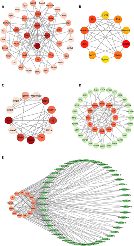 Figure 4 Construction of PPI network and prediction of TF and microRNA. (A) PPI network of FRDEGs. (B and C) Key genes screened using Cytoscape’s MCODE and CytoHubba, respectively. (D) TFs prediction of screened FRDEGs. (E) Prediction of microRNAs of screened FRDEGs.
