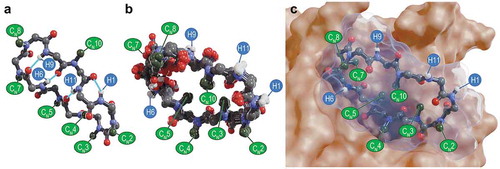 Figure 4. Conformational dynamics of cyclosporine A. Apolar hydrogen atoms are omitted in ball-and-stick renderings. (A) X-ray crystal structure of cyclosporine A in an apolar environment (CSD crystal structure DEKSAN) [Citation120]. All backbone amide protons, labeled H1, H6, H9, and H11 in blue, form internal hydrogen bonds to backbone carbonyl oxygen atoms. Backbone amides on residues 2–5, 7–8, and 10, which would otherwise be unsatisfied in apolar solvent, are N-methylated (green labels), allowing solubility in apolar solvent. (B) NMR ensemble of cyclosporine A in aqueous solvent (PDB ID 1CYB) [Citation125]. Backbone amide protons (blue labels) point outward, forming hydrogen bonds with water. N-methyl groups on residues 3, 5, and 10, which were exposed to organic solvent in panel A, now point inward, forming a small hydrophobic core. (C) Cyclosporine A, shown as a ball-and-stick model with a transparent blue molecular surface, bound to human cyclophilin G, shown as an opaque tan molecular surface (PDB ID 2WFJ) [Citation126]. The binding conformation is similar to the aqueous conformation shown in panel B, with most backbone amides exposed to water, and most N-methyl groups forming a small hydrophobic core (residues 3, 5, and 10) and/or making hydrophobic contacts with the target (residues 2, 3, 4, and 7).