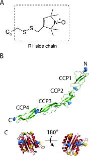 Figure 1. Relevant structures. (A) The MTS nitroxide spin label attached to a cysteine to make an R1 side chain. (B) CD55 from 1OJV.pdb [Citation21] with the positions of mutations shown as blue spheres (CCP, complement control protein module). (C) vWF-A from a chimera of 1RRK.pdb [Citation30] and 1Q0P.pdb [Citation31] to provide a complete structure from residues 243 to 444. The successful mutations are blue spheres, unsuccessful mutations are yellow spheres and the Mg2+ ion is a green sphere.