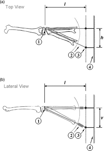 Figure 9. Schematics of (a) top view and (b) lateral view of test bench, which include (1) hinge axis, (2) adjustable-length tube, (3) sphere joint, and (4) rulers. The CORA (center of rotation of augulation) of the created deformity is located at the position of the lateral hinge axis; the amplitudes of the deformity in the frontal and sagittal planes are θfrontal = tan−1(h/l) and θsagittal = tan−1(v/l) respectively, where h and v are the amplitudes of the movement of the distal tibia in the horizontal and vertical directions and l is the distance between the position of the lateral hinge axis and the spherical joint.