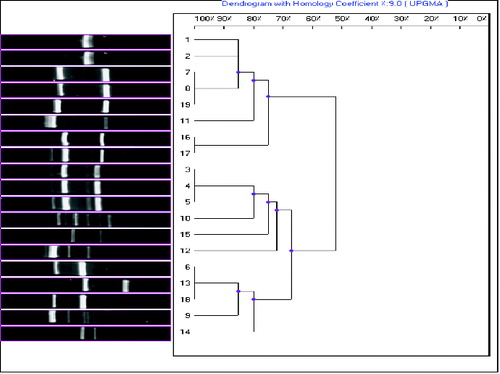 Figure 2. Dendrogram of the 19 Fusarium isolates constructed after cluster analysis of the digitized (GCT)5-MP-PCR fingerprints with UPGMA.Note: Lanes from 1 to 19 are: F. chlamydosporum, F. chlamydosporum, F. circinatum, F. circinatum, F. circinatum, F. oxysporum, F. oxysporum, F. semitectum, F. semitectum, F. semitectum, F. semitectum, F. semitectum, F. solani, F. solani, F. thapsinum, F .proliferatum, F. proliferatum, F. proliferatum and Fusarium spp.