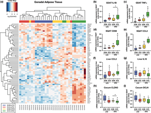 Figure 2. Gene expression profiles of tissues collected from conventionally-raised C57BL/6J mice that underwent either ovariectomy (OVX) or sham (SHM) surgery and fed either a low-fat (LFD) or a high-fat diet (HFD). Hierarchical clustering based on similarity of gonadal adipose tissue (GDAT) gene expression with (a) and relative expression of genes related to inflammation and tight junction proteins in GDAT, subcutaneous adipose tissue (SQAT), liver, and cecum (b-i) . Each row in the heatmap represents a specific gene of interest, and each column represents one sample with color code denoting treatment groups (SHM-LFD: blue; OVX-LFD: red; SHM-HFD: yellow; OVX-HFD: green). *denotes main diet effect; +denotes main surgery effect; interactions are denoted by superscript letters, p < .05.