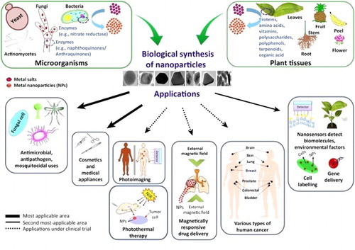 Figure 1. Biological synthesis and applications of metal NPs in biomedical and environmental fields (Adapted with permission from Singh et al. (Citation12)).