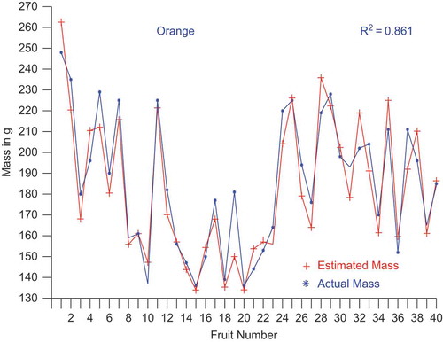 FIGURE 5(d) Comparison of estimated and actual mass of oranges.