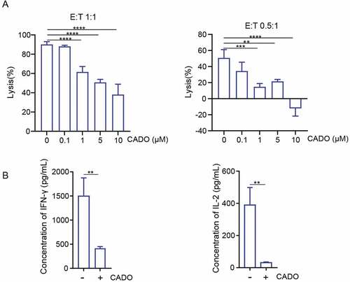 Figure 1. Adenosine limits the cytolysis ability and cytokine production of CAR-T cells. (a) Specific lysis of P4 cells after incubation with CRL5826 at 1:1 E:T ratio and 0.5:1 E:T ratio with 3 d in the presence of 0, 0.1, 1, 5, and 10 µM CADO. (b) Cytokine IFN-γ and IL-2 production by P4 cells cocultured 3 d with CRL5826 at 0.5:1 E/T ratio in the presence of 0 and 5 µM CADO. **P < .01; ***P < .001; ****P < .0001 were determined by one-way ANOVA test in (a) and unpaired Student’s t-test in (b). Data were represented as mean ± s.d. of three technical replications per assay. The assays were repeated three times.