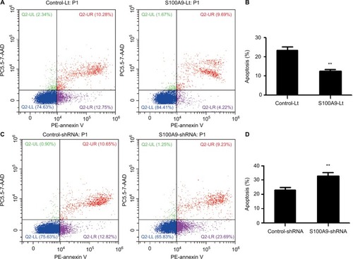 Figure 4 The effect of S100A9 on the apoptosis of SiHa cells induced by cisplatin.Notes: (A and B) The apoptosis percentage of blank vector group and S100A9 overexpression group. (C and D) The apoptosis percentage of control group and S100A9 knockdown group. Apoptosis percentage was analyzed by annexin V-PE/7-AAD staining. Data are mean ± SD from triplicate experiments. **P<0.01.Abbreviations: control-Lt, control lentivirus; S100A9-Lt, S100A9 lentivirus; PE, phycoerythrin.