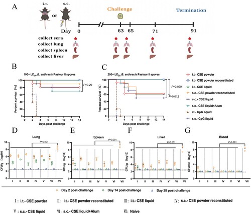 Figure 5. Protective efficacies of CSE vaccines against aerosolized B. anthracis spore challenges. (A) Schematic timeline of aerosol B. anthracis spore challenge and organs collection. (B, C) Survival of mice (n = 10) following (B) 100 × LD50, (C) 200 × LD50 aerosolized B. anthracis spore challenge, respectively. (D – G) Bacterial and spore loads of mice euthanized at days 2, 14, and 28 post 100 × LD50 aerosolized B. anthracis spore challenge. (D) lungs, (E) spleens, (F) livers, and (G) blood. Limits of detection (LoD) were 400 CFU for lungs, spleens, and livers and 100 CFU for blood. Challenges with 100 × LD50 B. anthracis spores were performed twice on different lots of immunized mice.