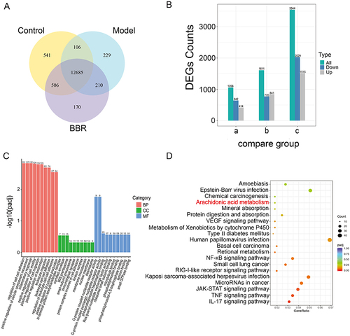 Figure 3 Transcriptomics profiling of gastric tissues from different groups. (A) Venn diagram showing co-expressed genes among the Control, Model and BBR groups. (B) Bar chart showing DEGs of the compared groups. a. BBR vs Control; b. BBR vs Model; c. Model vs Control. (C and D) GO functional enrichment and KEGG pathway enrichment results for DEGs in BBR vs Model.