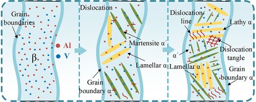 Figure 15. Schematic diagram of microstructure evolution of UIHT samples.