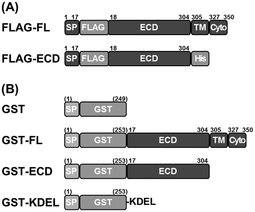 Fig. 1. Schematic representation of FLAG-tagged and GST-fused (P)RR constructs used in this study.Notes: (A) The full-length (FL) (P)RR construct, which includes the transmembrane (TM) and cytoplasmic (Cyto) domains, and the (P)RR extracellular domain (ECD) were tagged with an N-terminal FLAG epitope (FLAG). FLAG-ECD also contained a C-terminal decahistidine (His) tag. (B) Each GST fusion construct contained a foreign signal peptide (SP) at the N-terminus of GST that targets the protein for secretion. GST-KDEL contained a KDEL C-terminal ER retention sequence. Numbers and those in parentheses indicate amino acid positions in rat or human (P)RR sequences and those in GST with SP, respectively.