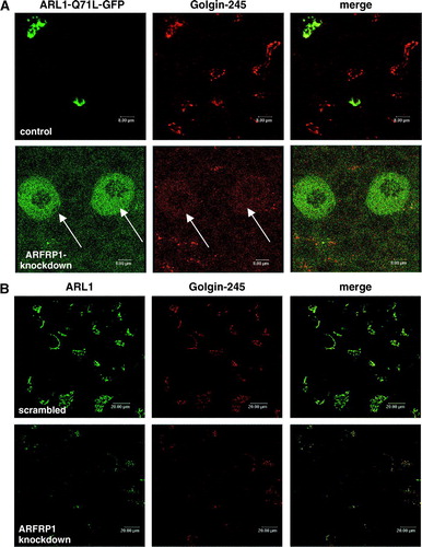 Figure 4.  Inhibition of ARFRP1 expression in HeLa cells disrupts Golgi association of ARL1-Q71L (A), and endogenous ARL1 (B) and subsequently of Golgin-245 (A, B). (A) ARFRP1 expression was downregulated in HeLa cells by transfection of pSUPER-ARFRP1. After 4 days, cells were transfected with cDNA of ARL1-Q71L-GFP. Cells were fixed with methanol and stained for Golgin-245 with a polyclonal antibody in combination with an Alexa546-conjugated secondary antibody. (B) ARFRP1 expression was downregulated in HeLa cells by transfection of pSUPER-ARFRP1. Control cells were transfected with scrambled siRNA. Four days after transfection, cells were fixed with methanol, and endogenous ARL1 was stained with an affinity-purified polyclonal anti-ARL1 antibody in combination with an Alexa488-conjugated secondary antibody. Golgin-245 was visualized with a polyclonal anti-Golgin-245 antibody in combination with an Alexa546-conjugated secondary antibody. Subcellular localization of the GFP-tagged ARL1-Q71L, of endogenous ARL1, and Golgin-245 was analysed by confocal laser scanning microscopy as described in the Methods. Arrows depict cells with disrupted Golgi association of ARL1 and Golgin-245.