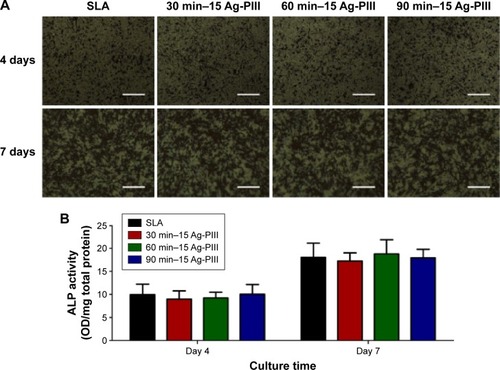 Figure 11 (A) ALP-positive areas of rBMSCs cultured on SLA, 30 min–15 Ag-PIII, 60 min–15 Ag-PIII, and 90 min–15 Ag-PIII for 4 days and 7 days and (B) corresponding colorimetrically qualitative results.Notes: (A) The scale bar represents 300 μm. (B) No significant differences in ALP production are found between SLA and Ag-PIII groups after culturing for 4 days and 7 days. All the data are expressed as means ± standard deviations (n=3). 30 min–15 Ag-PIII, titanium surfaces treated by first SLA procedure and then silver plasma immersion ion implantation at 15 kV for 30 minutes; 60 min–15 Ag-PIII, titanium surfaces treated by first SLA procedure and then silver plasma immersion ion implantation at 15 kV for 60 minutes; 90 min–15 Ag-PIII, titanium surfaces treated by first SLA procedure and then silver plasma immersion ion implantation at 15 kV for 90 minutes.Abbreviations: ALP, alkaline phosphatase; rBMSCs, rat bone marrow mesenchymal stem cells; SLA, sand-blasted, large grit, and acid etched; Ag-PIII, silver plasma immersion ion implantation; min, minutes.