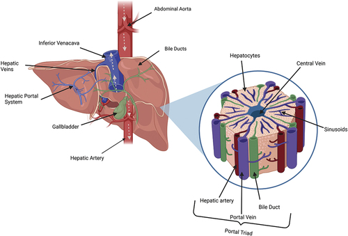Figure 1. A schematic diagram of the liver (posterior view) showing the direction of blood flow indicated via arrows. Accompanied by a magnified representation of an individual lobule.