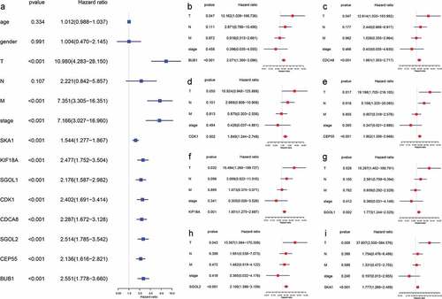 Figure 9. The expression of hub genes was significantly correlated with prognosis in both univariate and multivariate cox regression. (a) pTstage, pMstage, clinical stage, and expression of hub genes were significantly correlated with prognosis in univariate regression model (p < .001). (b-i) In the multivariate cox regression models, the expression of hub genes was still significantly correlated with prognosis (p < .05).