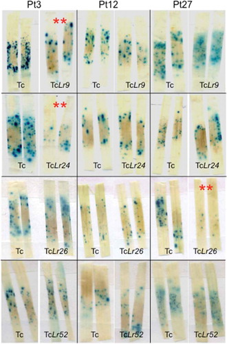 Fig. 3 (Colour online) Transient assays of P. triticina, race PBJL, avirulence candidates on the susceptible line ‘Thatcher’ versus ‘Thatcher’ isolines containing the leaf rust resistance genes Lr9, Lr24, Lr26 and Lr52. Each quadrant contains representatives of replications in the assay. Blue loci were quantified in Lr isolines and compared with ‘Thatcher’. Lines with (**) have significant reductions in blue loci at P < 0.05. Reductions are attributed to induction of the hypersensitive response.