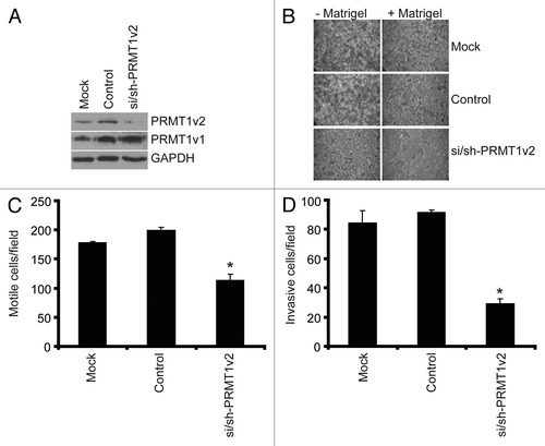 Figure 4. Depletion of PRMT1v2 inhibits breast cancer cell motility and invasion. MDA-MB-231 cells depleted of PRMT1v2 were assessed for effects on motility and invasion. Western analysis for PRMT1v2 and PRMT1v1 following 24 h depletion (A). GAPDH serves as a loading control. Following 24 h of PRMT1v2 depletion, cells replated at equal numbers into Transwell chambers and incubated for an additional 24 h. Motility was analyzed using Transwell chambers without a Matrigel (- Matrigel). Invasion was analyzed using Transwell chambers containing a Matrigel layer (+ Matrigel). Representative images of cells that have passed through the Transwell chamber -/+ Matrigel at 20X magnification (B). Cell numbers that passed through the Transwell chambers in the absence (C: motile cells/field) or presence (D: invasive cells/field) of Matrigel were determined. Data represents the mean ± standard error of three independent experiments (*p < 0.05 comparing to control).